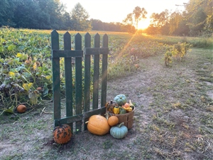The Great Pumpkin Run