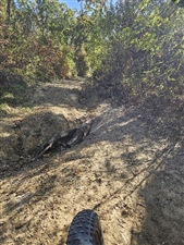 Spotted Horse Gravel Ultra
