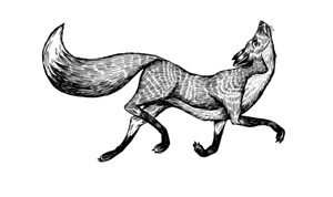 Fox Trot 5km - 17 Dec 2024