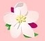 2025 Manson Apple Blossom 2K & 5K