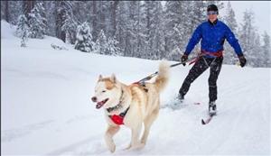 Free Dog Skijoring Clinic for Beginners