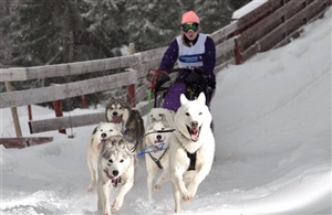 Hamar Hundekjørerfestival og NM2016