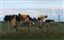 Banners Open handicap XC 200513