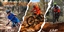 Lake Canobolas Gravity Challenge 2019