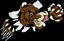 Chasing the Wild Boar RR