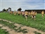 16 April Addenbrookes Farm cross country