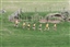 Feilding Moa XC Champs