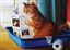 Eurographics - Kitty Throne - 500