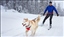 Free Dog Skijoring Clinic for Beginners